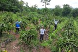 PLN pasok listrik untuk tingkatkan produksi petani buah di TTU