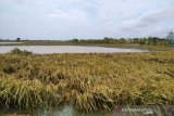 Potensi kerugian padi puso di Kudus akibat banjir capai Rp20 miliar