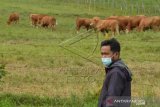 Pembibitan Ternak Padang Mengatas