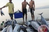 Sikka siapkan belasan UKMK olah ikan masuk pasar lokal