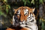 BBKSDA: Harimau Sumatera terlihat remaja di  Kabupaten Labura