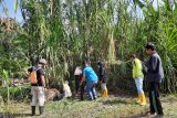 BKSDA tak temukan tanda baru harimau mangsa kerbau di Agam