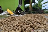 Panen kacang tanah di Desa Labuan Toposo, Donggala