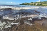 Ikan Hiu paus terdampar di Pantai Tulungagung akhirnya mati