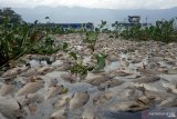 10 ton ikan nila di Danau Maninjau mati massal