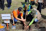 Kepala BNPB:  Indonesia butuh jutaan bibit pohon ditanam di pantai