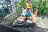 Dua ekor buaya muara berkeliaran di Pantai Gunungsitoli