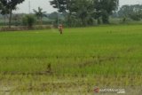 Jasindo Kudus bayar klaim 114,47 hektare sawah gagal panen