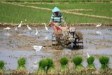 Petani di Pekalongan diimbau lakukan pompanisasi antisipasi gagal panen