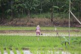 Petani Lampung diminta siapkan burung hantu kendalikan hama tikus