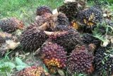 Harga kelapa sawit di Mesuji turun tipis