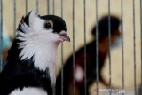 Kontes burung merpati hias di Makassar