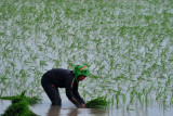 Nilai tukar petani padi  Sumsel mulai membaik