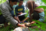 Komiu Sulteng sebut kura-kura hutan Sulawesi terancam punah