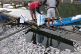 Ribuan ikan nila di Bali mati keracunan belerang