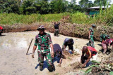 Prajurit TNI bersama warga Papua di perbatasan budidaya ikan nila