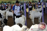 Di Solok, ada budidaya kambing perah menjadi produk bernilai jual tinggi