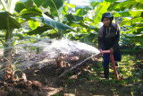 Warga Cibangkong kembangkan budi daya pisang cavendish