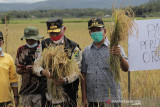 Tunggu pembebasan lahan, irigasi di areal Kelompok Tani Bungo Padi Punggasan siap dibangun