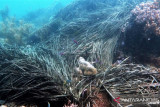 Sampah kapal pengambil telur ikan cemari kawasan  konservasi Kei Kecil