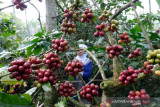 Cuaca bagus, Produktivitas tanaman kopi robusta di Temanggung meningkat