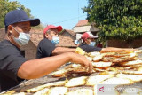 Petani porang  jual hasil panen dalam bentuk 