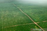 Pemerintah perkenalkan Strategi Jangka Benah guna tata kebun sawit di hutan