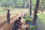 Mendorong  budi daya porang di sela tanaman perkebunan