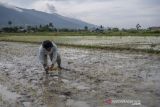 Pertama Kalinya Petani di Pengawu Tanam Padi Empat Kali Setahun