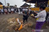 Ritual Penyucian Hewan Kurban Di Bali