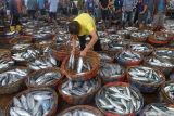 Rutin konsumsi ikan kurangi risiko kardiovaskuler