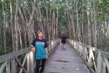 Wisata Mangrove Tongke-Tongke Sinjai tunggu pengembangan