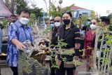 Komunitas  tanaman bonsai gelar kontes