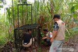 Selain di Sungai Tuleh, beruang madu juga dilaporkan muncul di Kampuang Baringin Agam