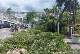 Pohon beringin tumbang menimpa kendaraan di Jalan Otista Raya Jaktim