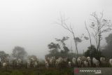 Brazil selidiki kasus dugaan penyakit sapi gila