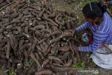 Diversifikasi Pangan Nonberas