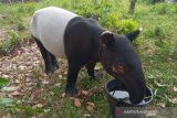 Seekor Tapir jantan ditemukan warga dengan luka dimata akibat benda tajam