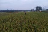 Sertani uji coba pengelolaan sawah organik di Matarambaru Lampung Timur