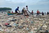 Ikan jenis hiu tutul seberat 2 ton masuk ke jaring nelayan payang di perairan sukaraja