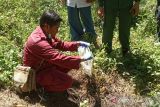 Tim gabungan Sumbar ambil sampel babi mati mendadak di Agam