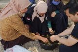 PkM Unand tingkatkan produksi dan kualitas susu kerbau murrah penghasil dadih dengan perbaikan pakan di Kapau