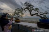 Pameran Tanaman Bonsai