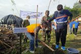 Pemkab Cilacap dan SBI tanam cemara laut di Pantai Kemiren