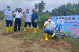 Jasa Raharja tanam pohon mangrove di Dermaga Sebalang