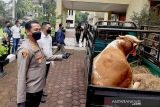 Kawanan pencuri spesialis sapi di Banyumas diringkus