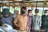 Solok Selatan bangun sentra pembibitan sapi di Golden Arm