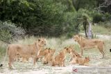 Tiga Singa  dan dua puma di kebun binatang Afsel terinfeksi corona