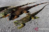 Suhu di Florida AS sangat dingin, iguana  berjatuhan dari pohon