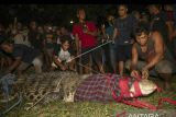 Buaya di Sungai Palu tidak ditangkap terkait kearifan lokal